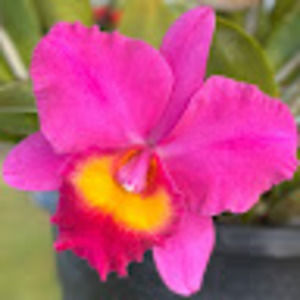 Meet your Posher, Joyce